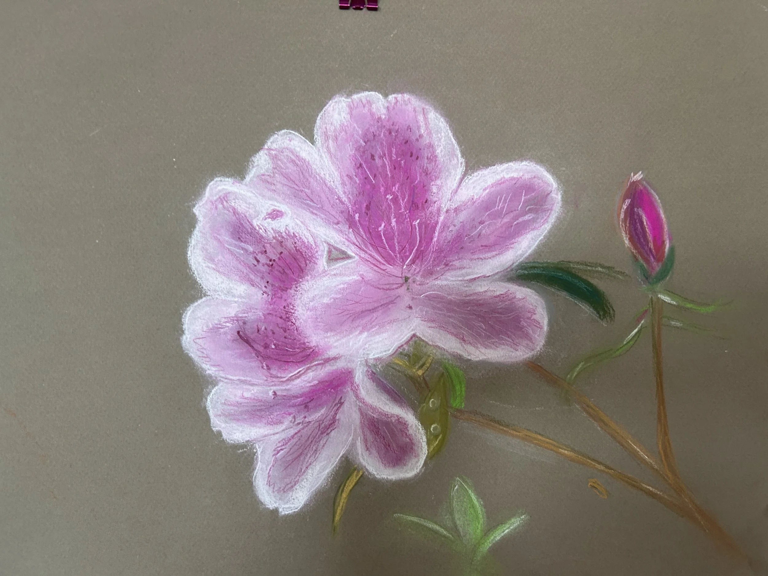 A pink and white floral drawing with a large bloom on the left and a smaller pink bud on the right, with green leaves and brown stems against a neutral background.