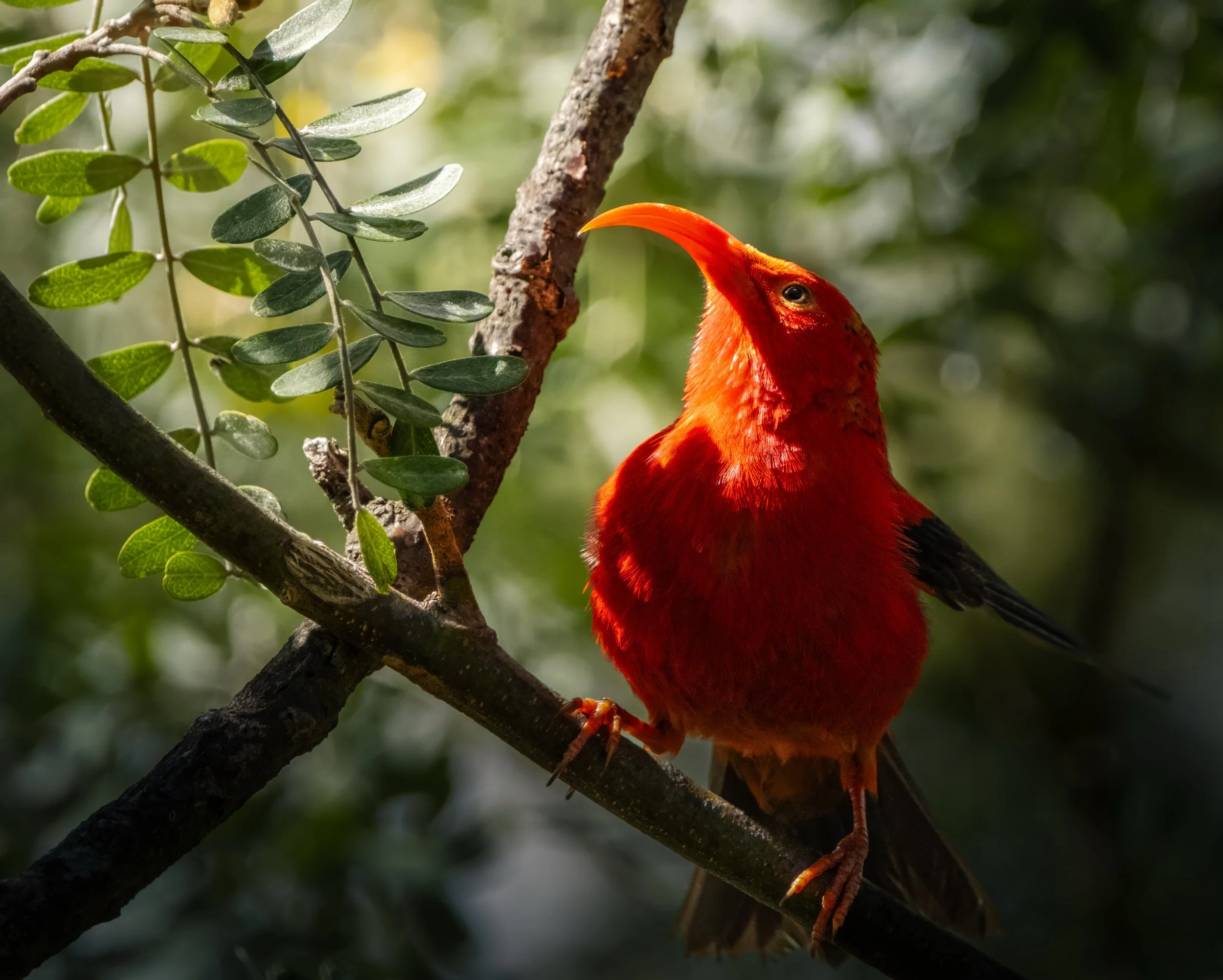 Birds of Hawai'i