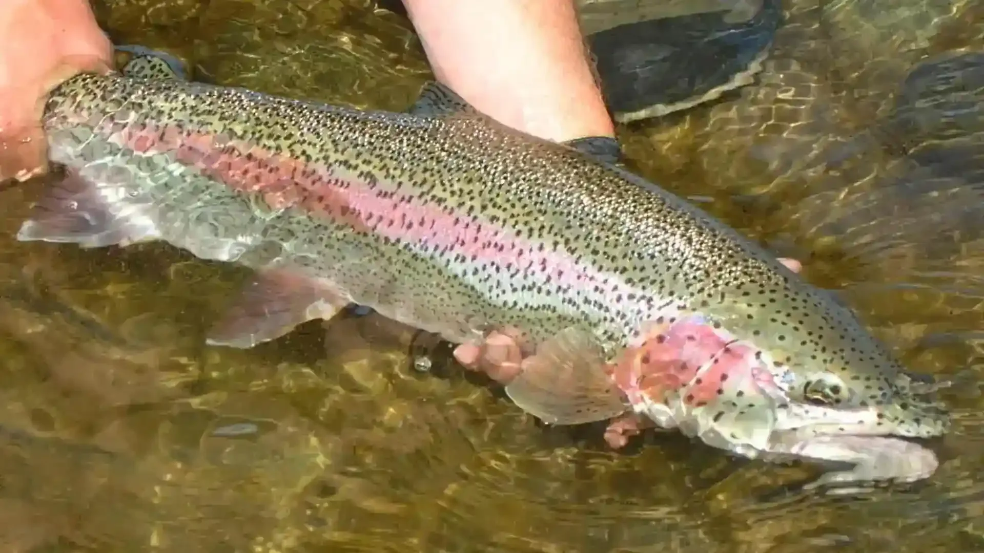 duncans-90-mile-float-alaska-rainbow-trout-fly-fishing.webp