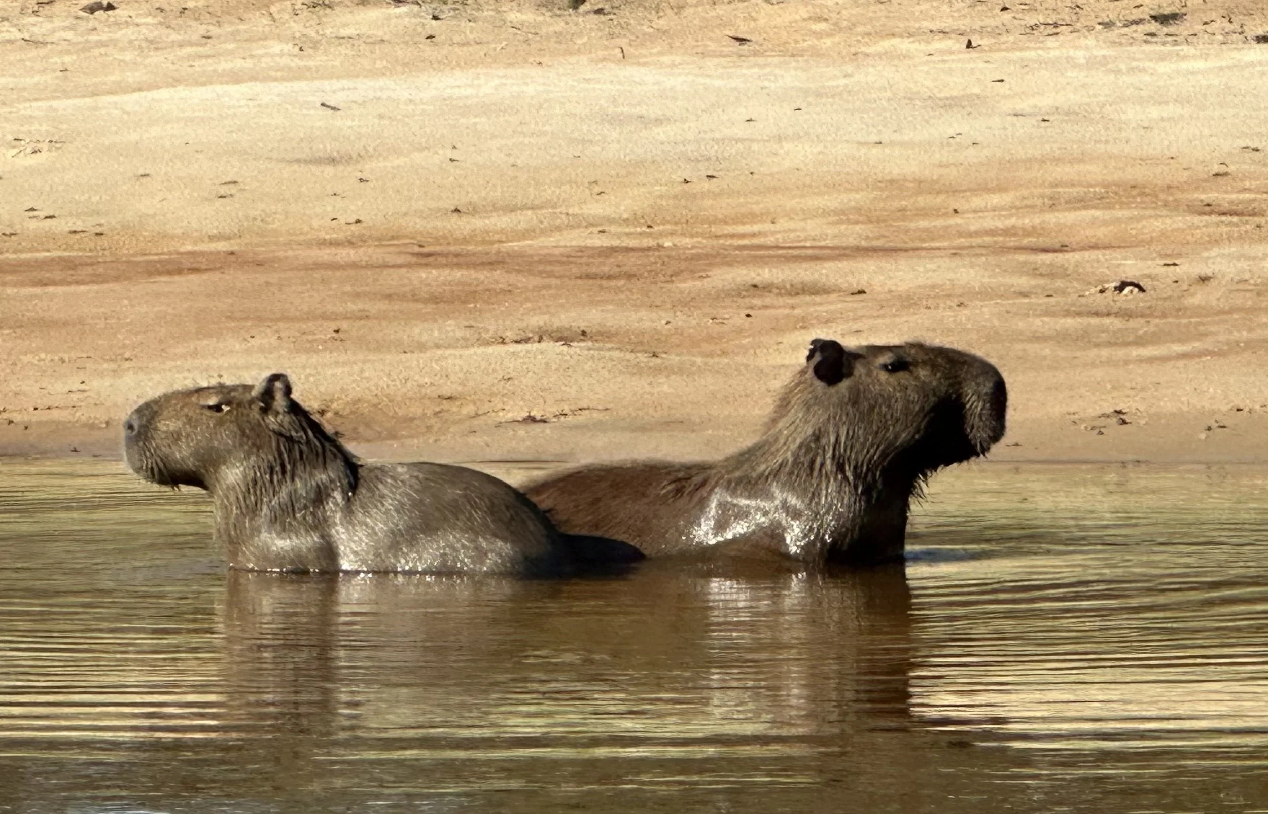 Two beavers partially submerged in water near sandy shoreline.