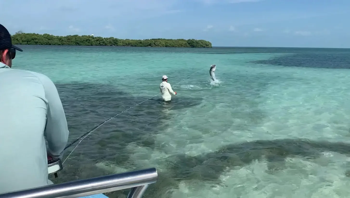 Tarpon leaping from the water in Ascension Bay, Mexico, during a fly fishing trip at Kay Fly Lodge