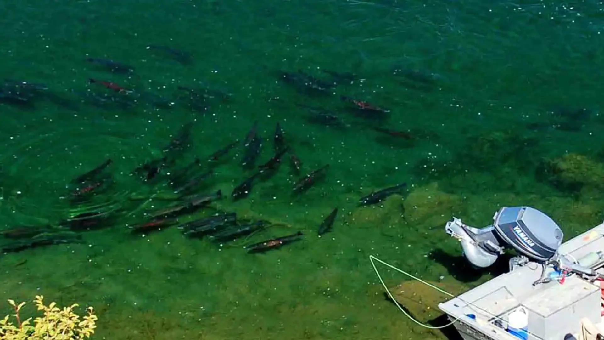 Large school of salmon in clear green water next to a boat, likely during a salmon run in Alaska with Dave Duncan & Sons.