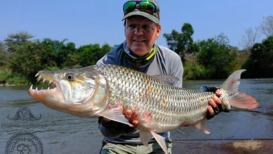 Angler proudly displays a large, toothy Tanzanian Tigerfish caught in a jungle river, Africa.