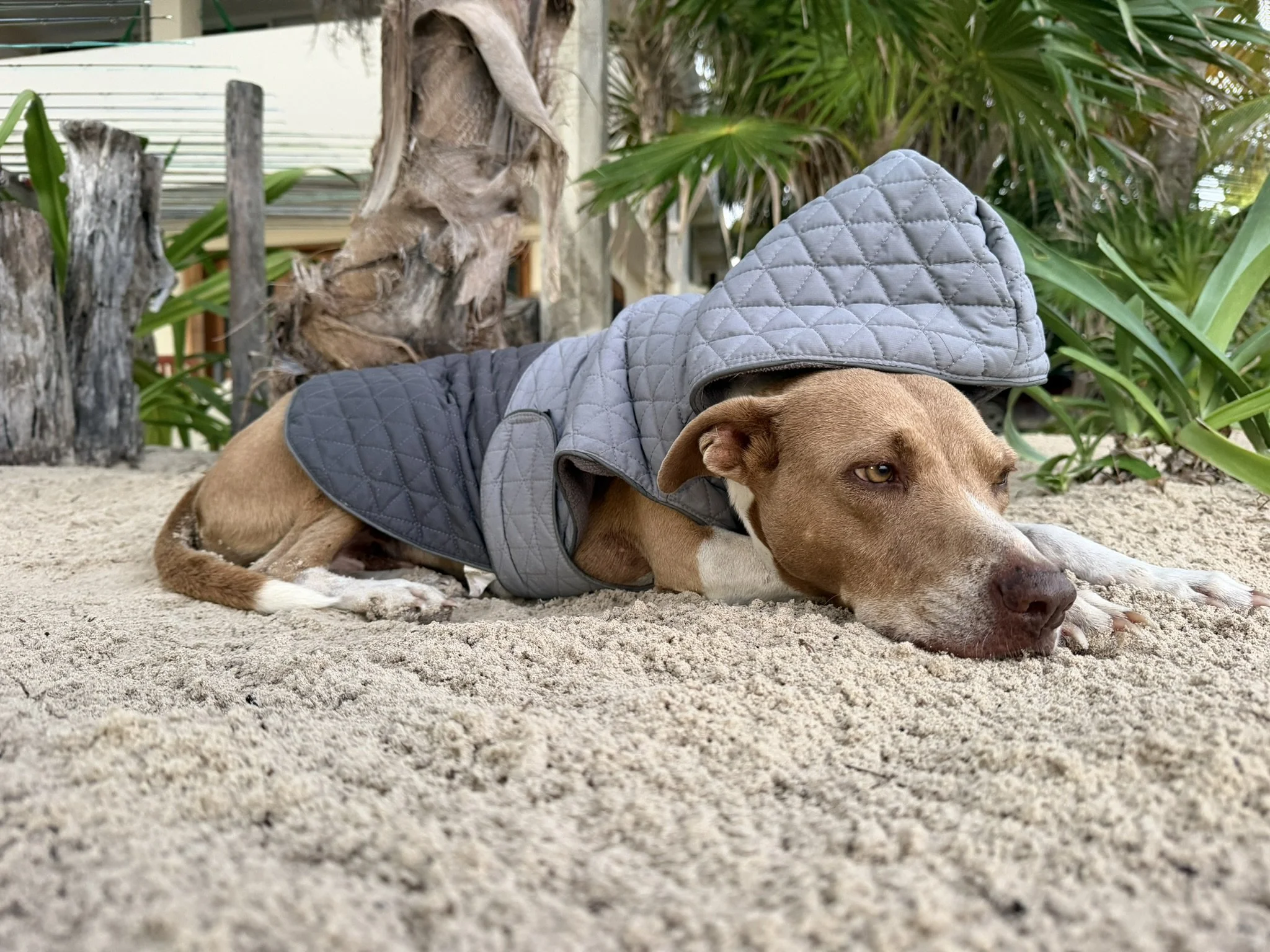 kay-fly-lodge-dog-winter-coat-punta-allen.jpg