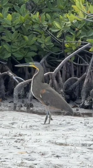 tiger-heron-ascension-bay-kay-fly-lodge.jpg