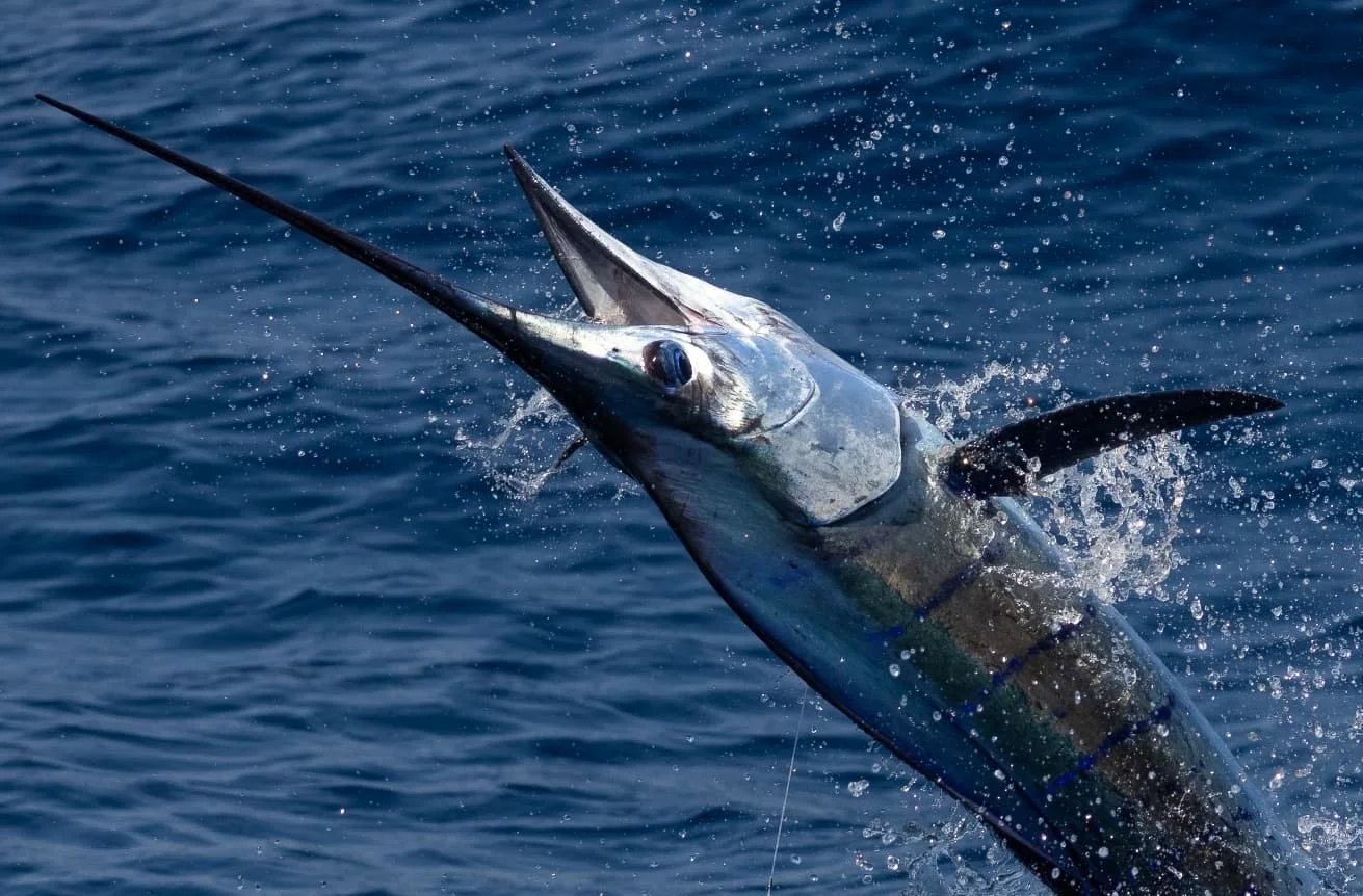 sail-fish oasis- jumping-fish.JPG