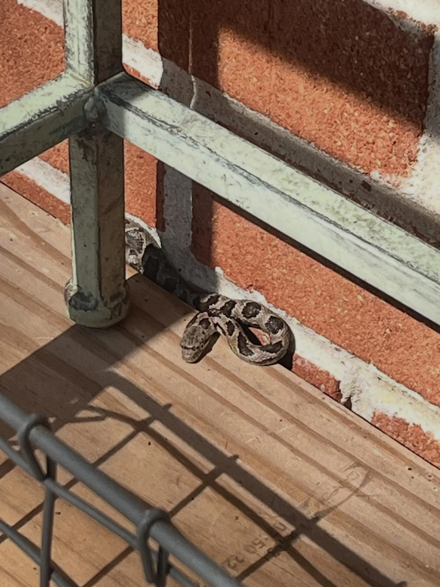 I&rsquo;m pretty good with identifying snakes. @virginiaflygirl took this pic while I was out of town. From the angle I&rsquo;m not 100% sure. Can you identify it?
#virginia #snakes #wildlife