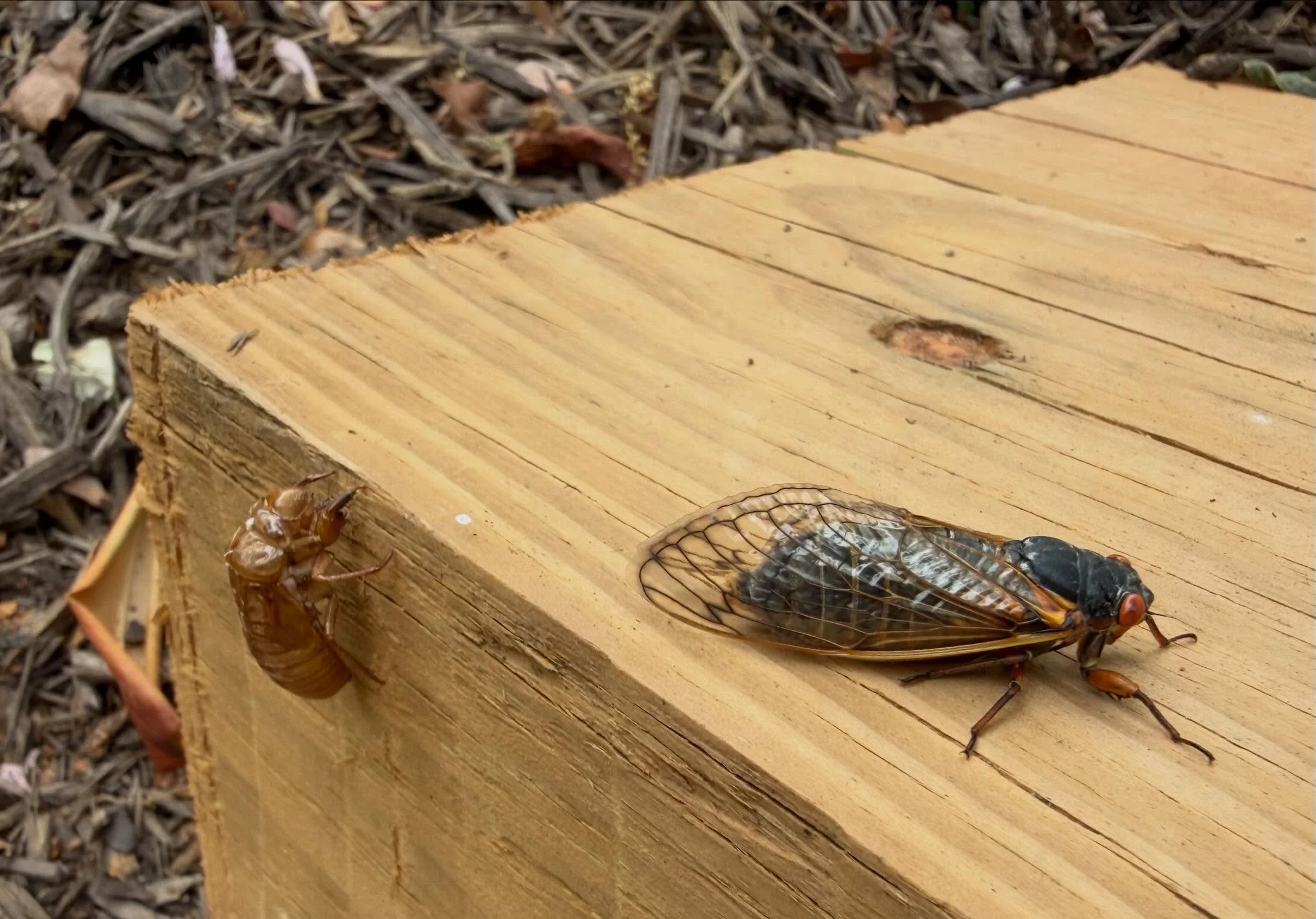Oh man. Yep. I got really excited. False alarm. 
#cicada #virginia #falsealarm #reallyexcited