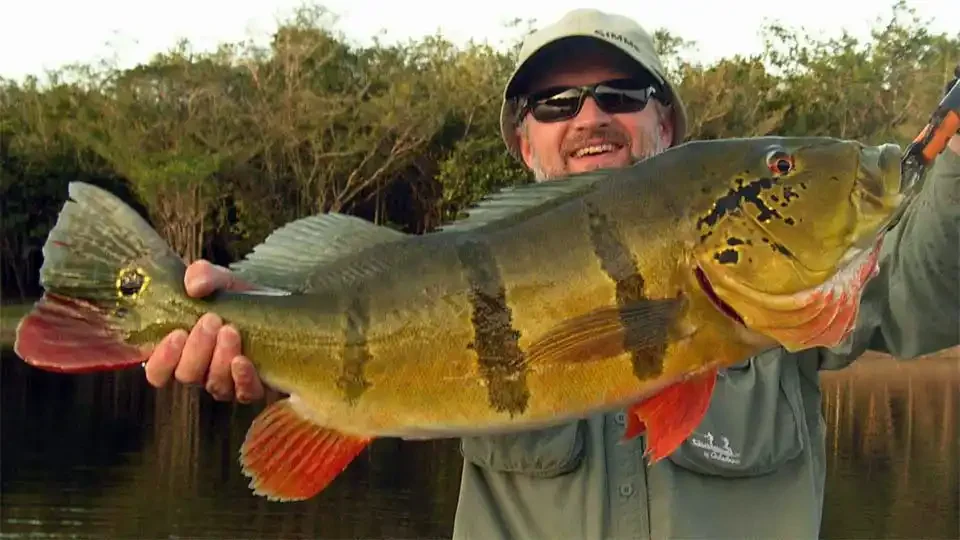itaparalodge-brazil-peacock-bass-fly-fishing.webp