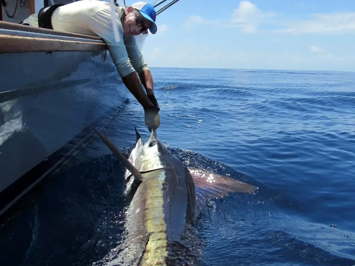 big-blue-marlin.webp
