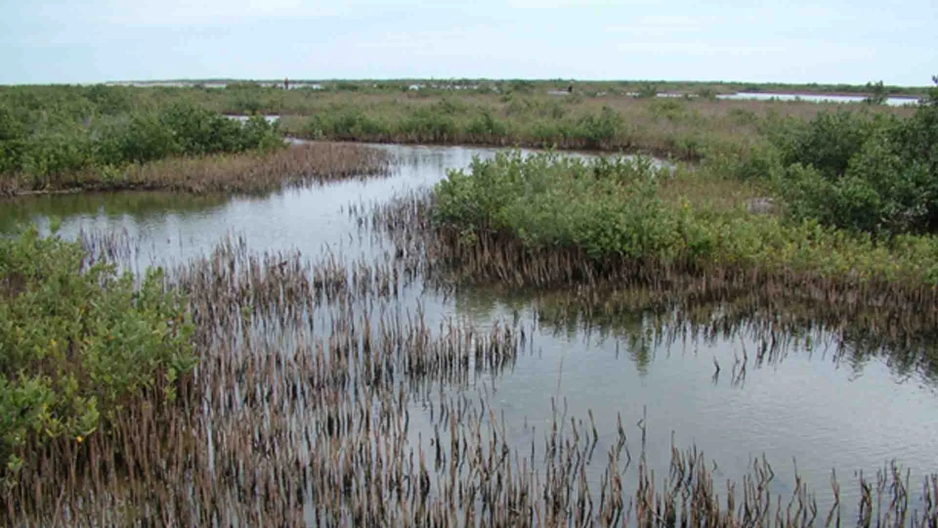 Louisiana marsh fly fishing for redfish, with dense mangroves and shallow water.
