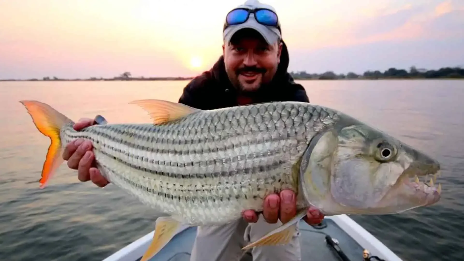 Angler holding a tigerfish caught on the Upper Zambezi River in southwestern Zambia, Africa.