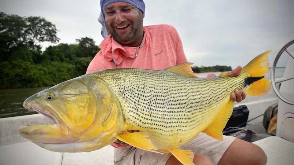 golden-dorado-fly-fishing.html-angler-holding-golden-dorado-with-fly-in-mouth-005.jpeg