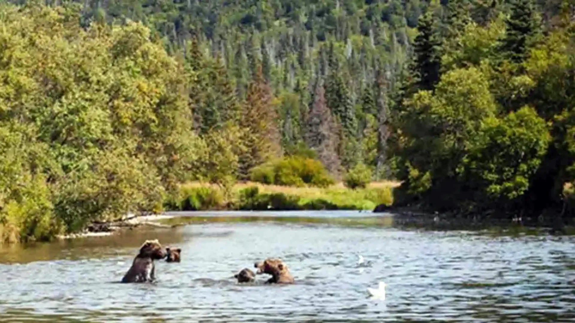 Family of brown bears playing along the Copper River in Alaska, showcasing wildlife encounters during remote fly fishing adventures.