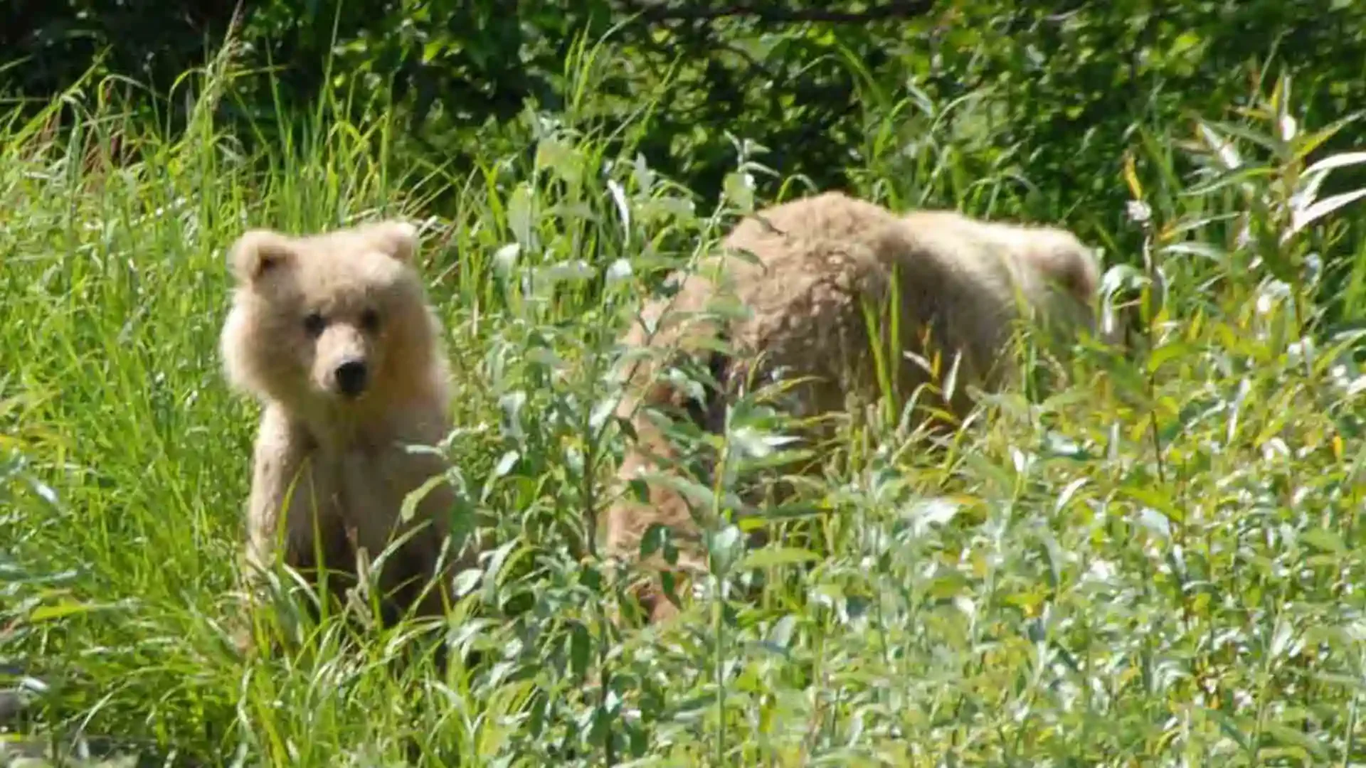 Small brown bear and mother spotted along the Aniak River in Alaska, showcasing wildlife encounters during remote fly fishing trips.