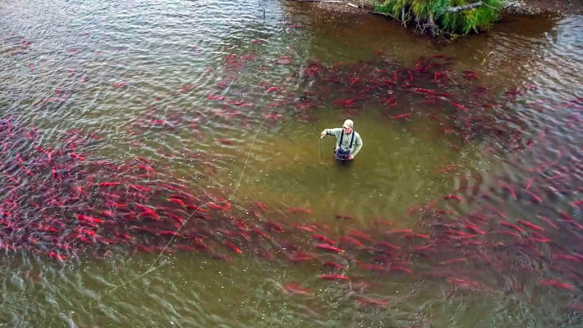 Angler fly fishing for rainbow trout on Copper Creek in Alaska while surrounded by migrating salmon during a guided fishing adventure.