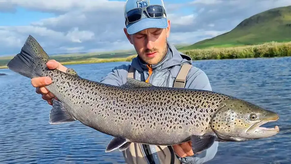 iceland-fly-fishing-atlantic-salmon-catch.webp