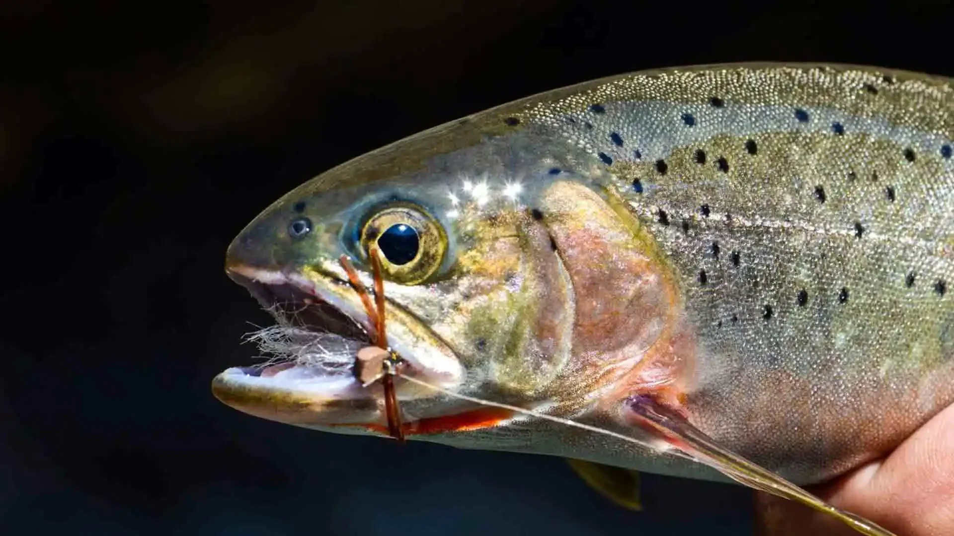 Close-up of a vibrant cutthroat trout with a fly in its mouth, caught while fly fishing on the Middle Fork Salmon River.