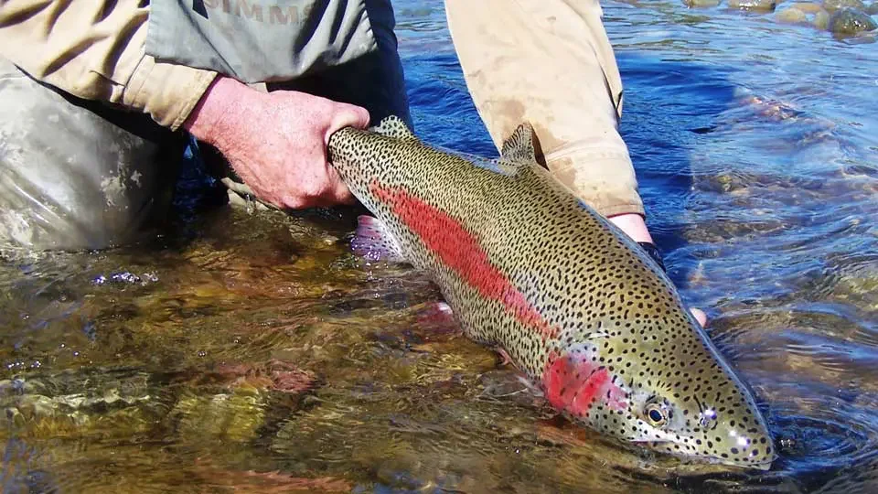 duncans-90-mile-float-alaska-rainbow-trout-fishing.webp