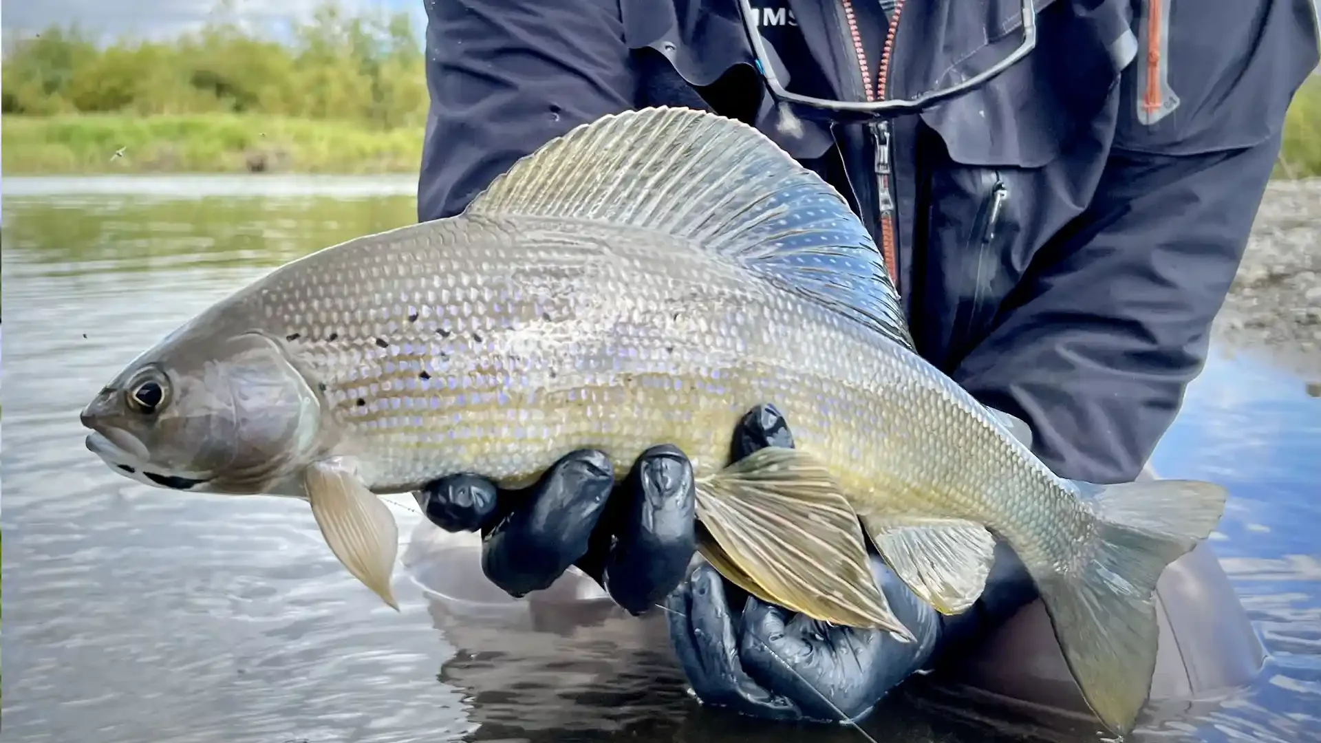 alaska-dave-duncan-sons-arctic-grayling-fly-fishing.webp