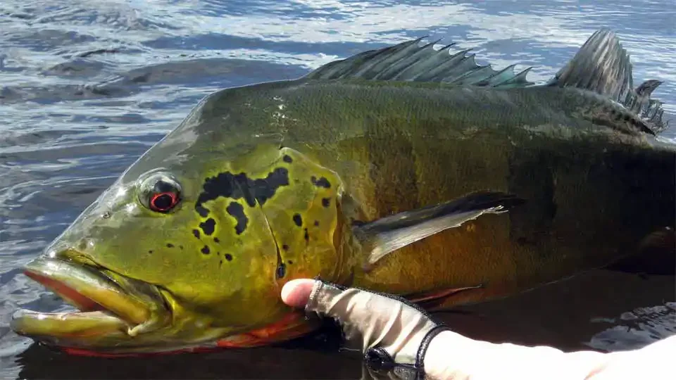 itaparalodge-brazil-peacock-bass-jungle-river-fishing.webp