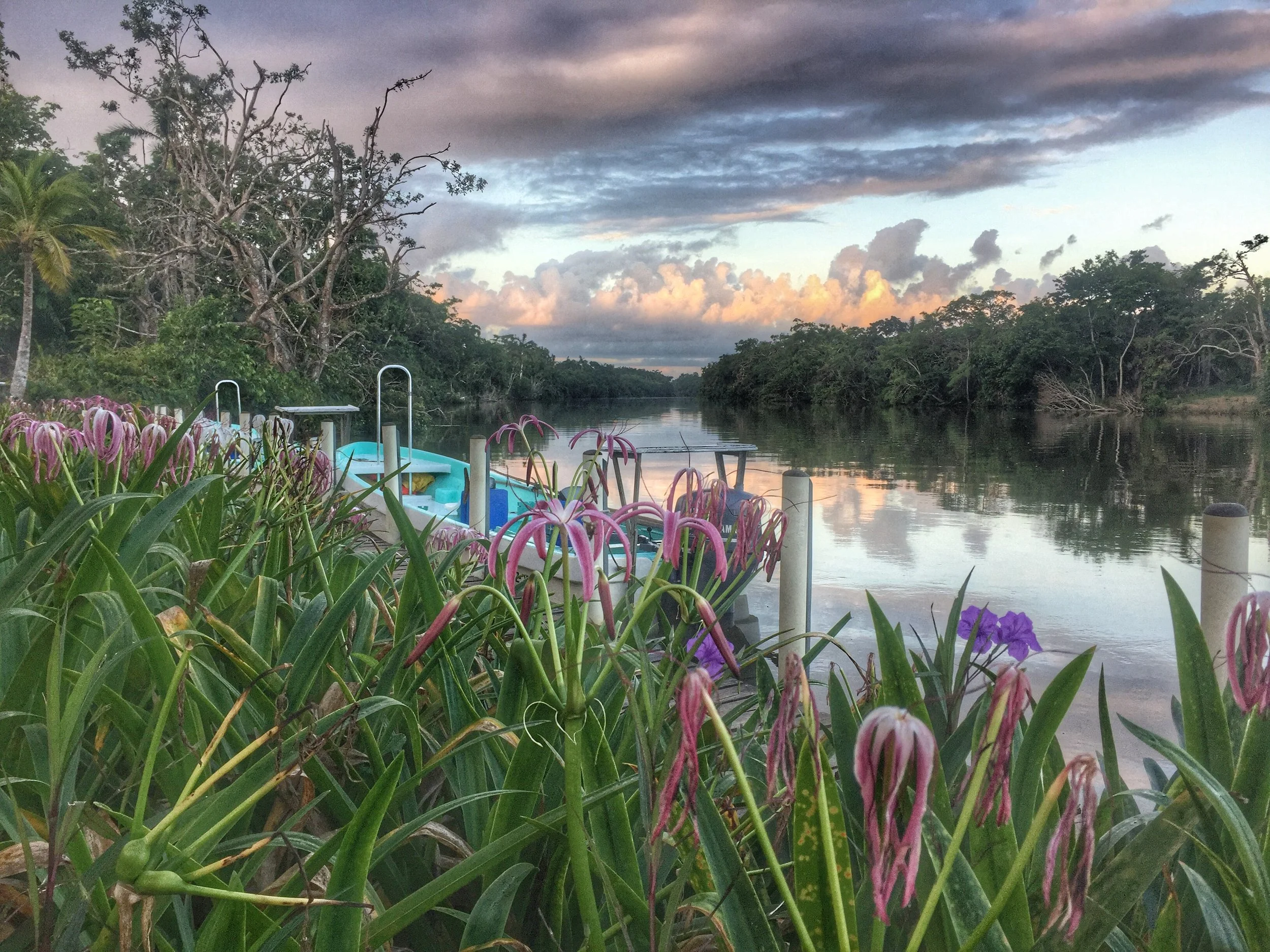 Belize River Lodge jungle river at sunset with boats docked and vibrant pink flowers in the foreground, Belize.