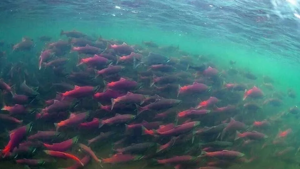 school of sockeye salmon swimming alagnak river alaska trophy adventures lodge