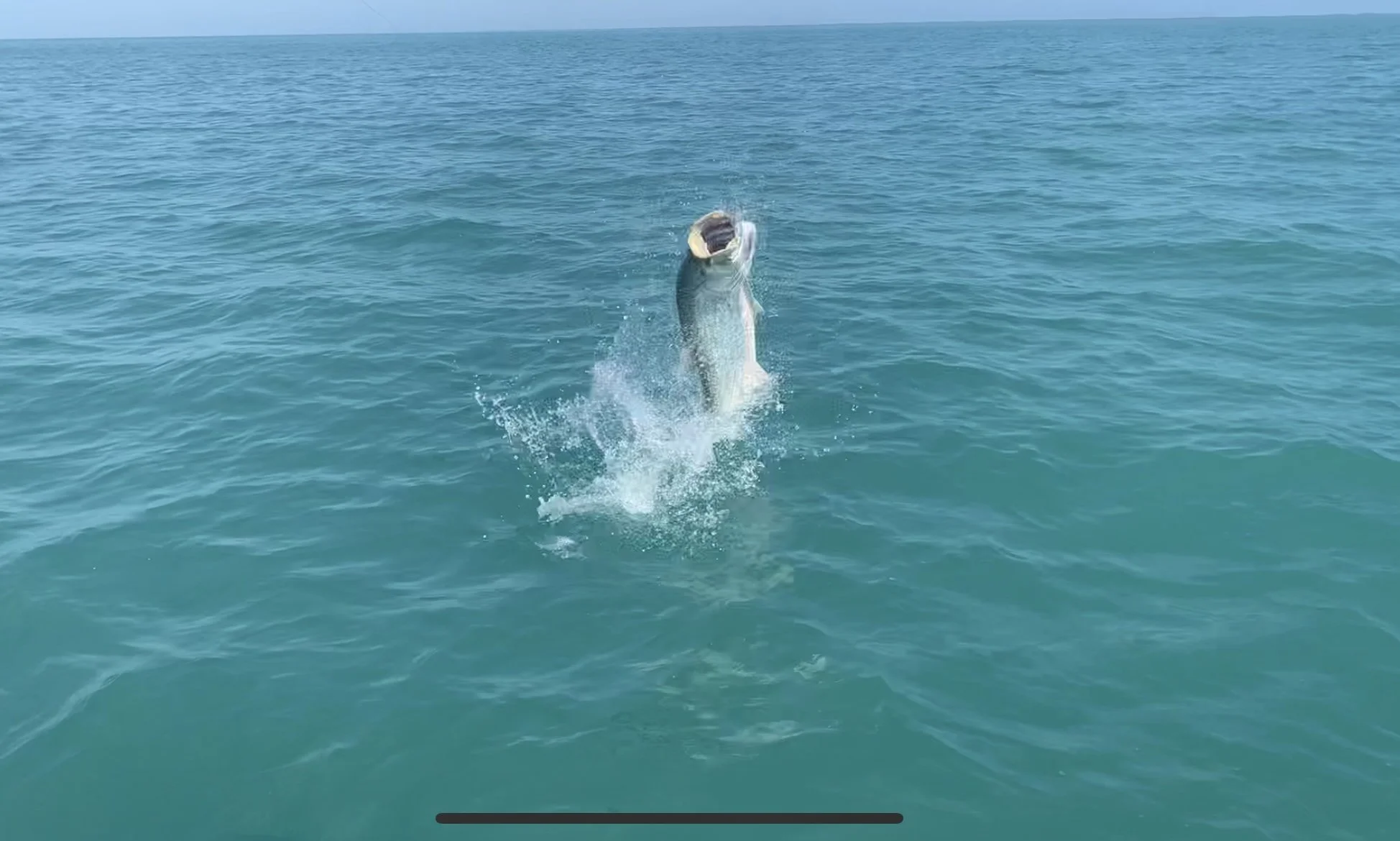 Tarpon jumping during a fight in the waters of Ascension Bay.