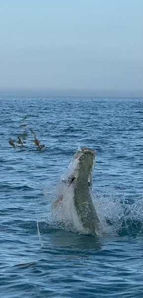 A great white shark breaching the water surface in the ocean, with its mouth open and water splashing around.