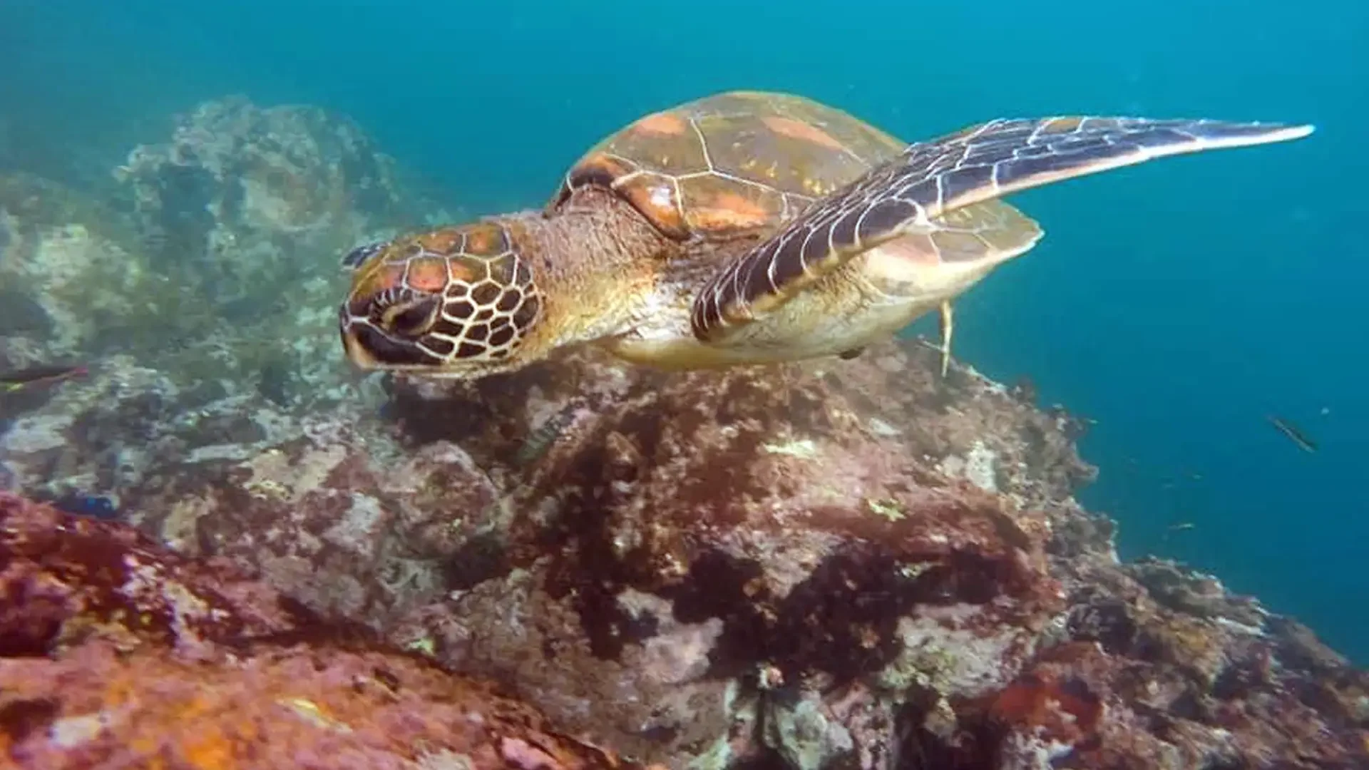 galapagos-islands-sea-turtle-underwater.webp
