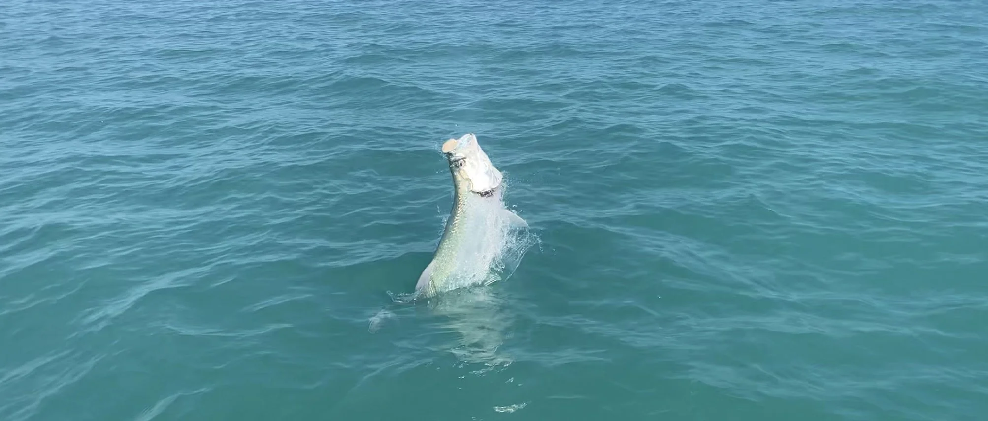 Tarpon jumping out of clear blue water with its head above the surface in Ascension Bay.