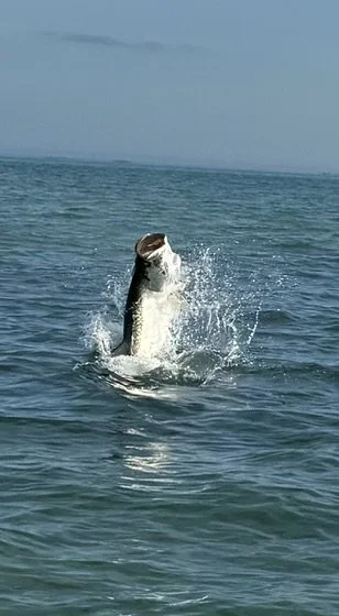 A fish jumping out of the water in the ocean