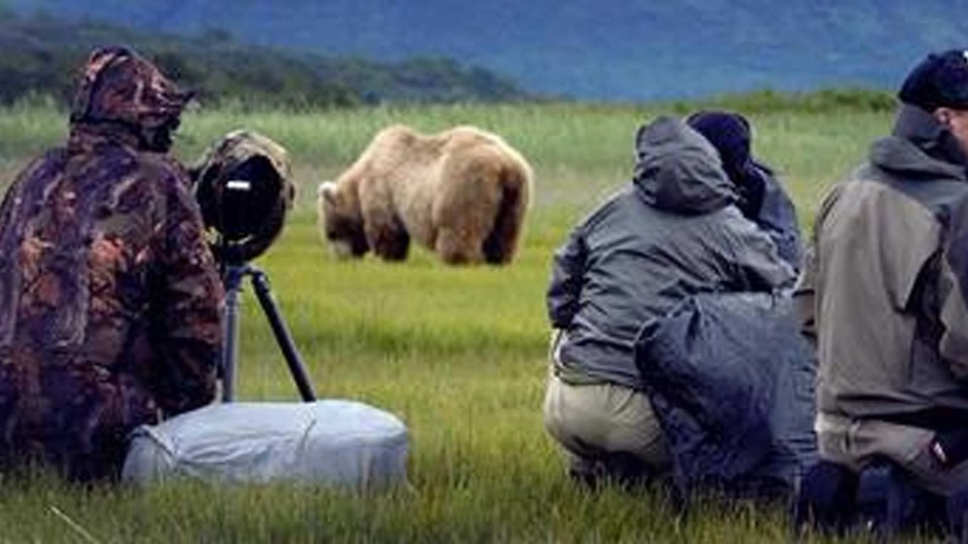 Group of photographers in camouflage and outdoor gear kneeling on green grass, taking pictures of a bison grazing in a field with mountains in the background.