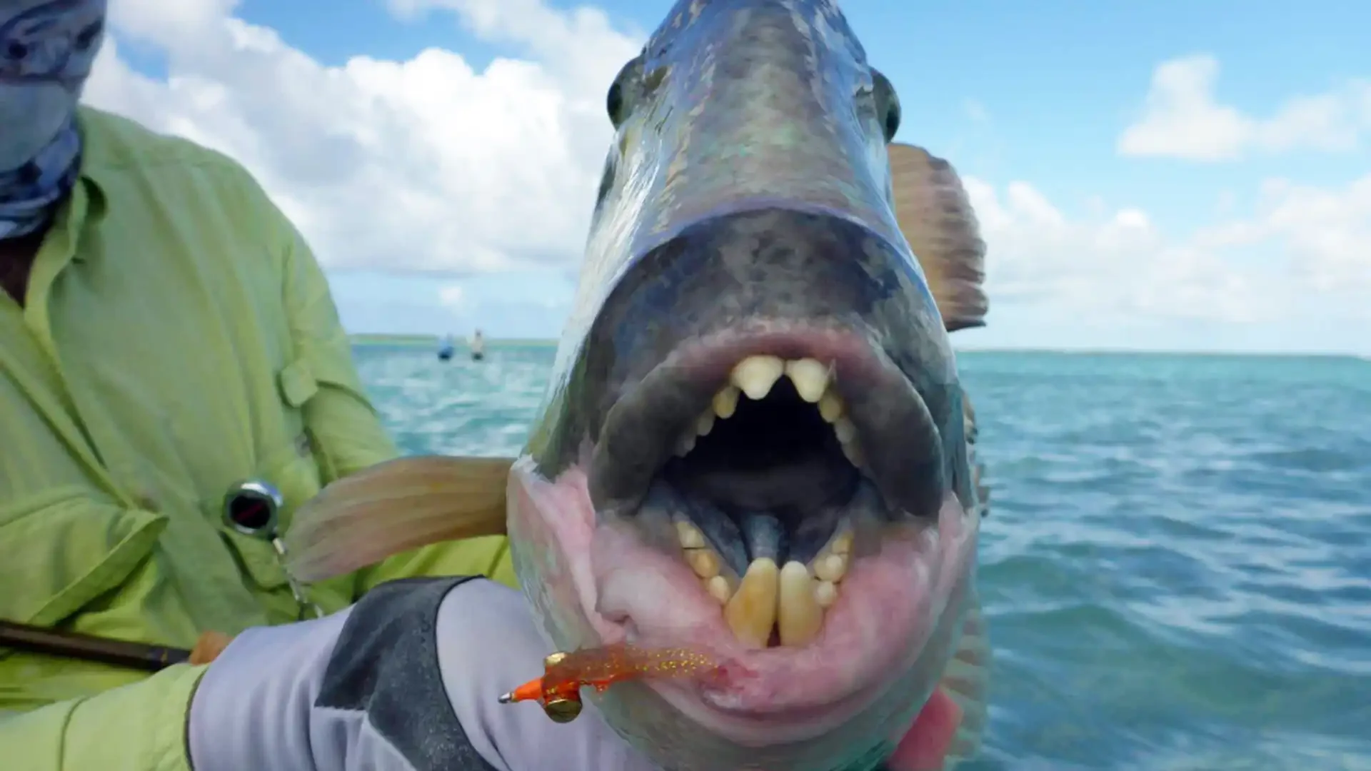 triggerfish-mouth.webp