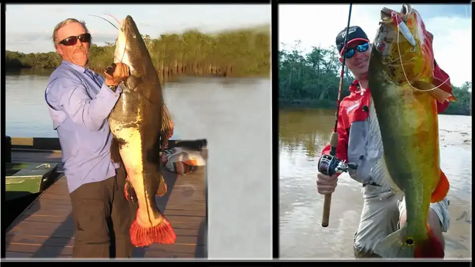 itaparalodge-brazil-amazon-fishing-peacock-bass-catfish-anglers.webp