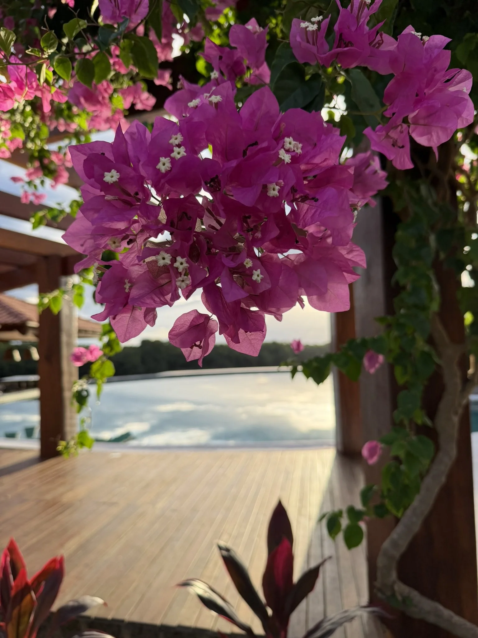 Pink bougainvillea flowers on a vine with a blurry lake and deck in the background at sunset.