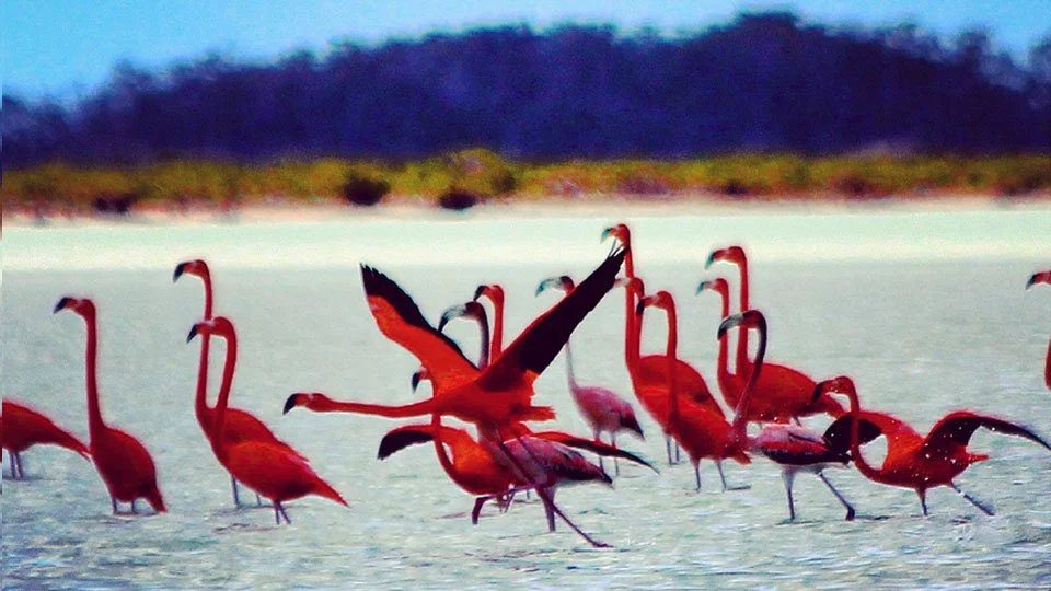 red-flamingo.jpg