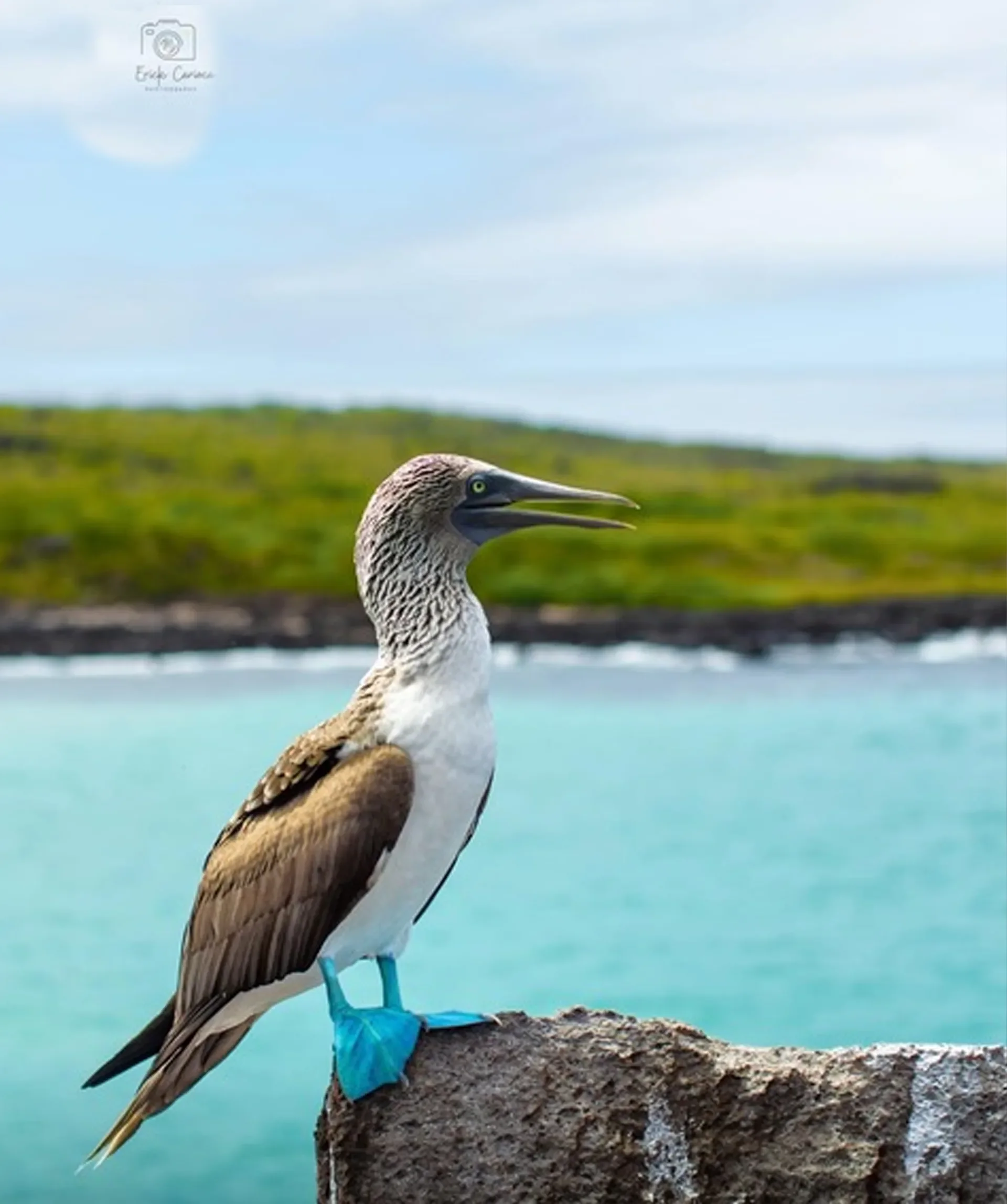 blue-footed-booby.webp