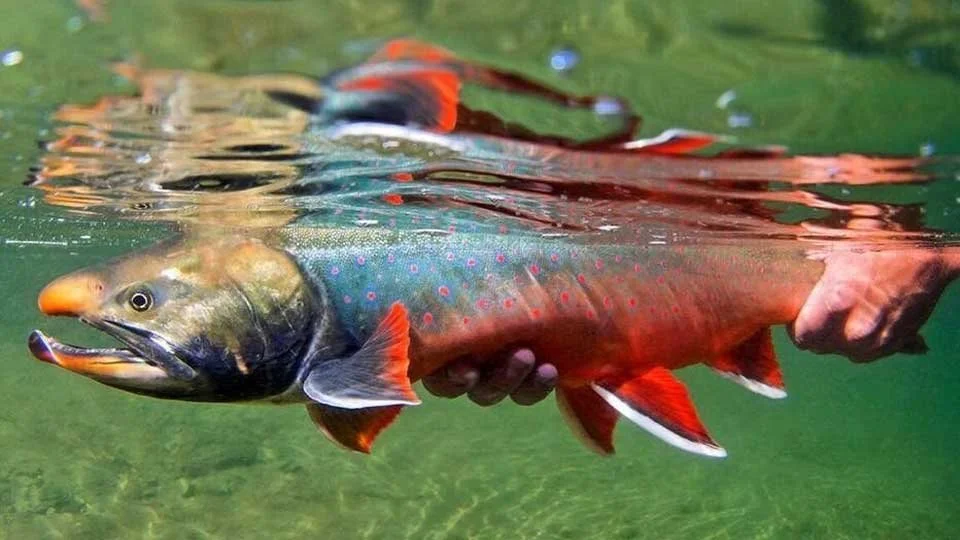 angler holding dolly varden trout alaska fishing lodge beneath water