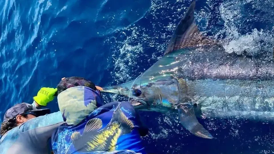 Angler releasing a large marlin in the deep blue waters of the Galapagos Islands, showcasing thrilling saltwater fishing.