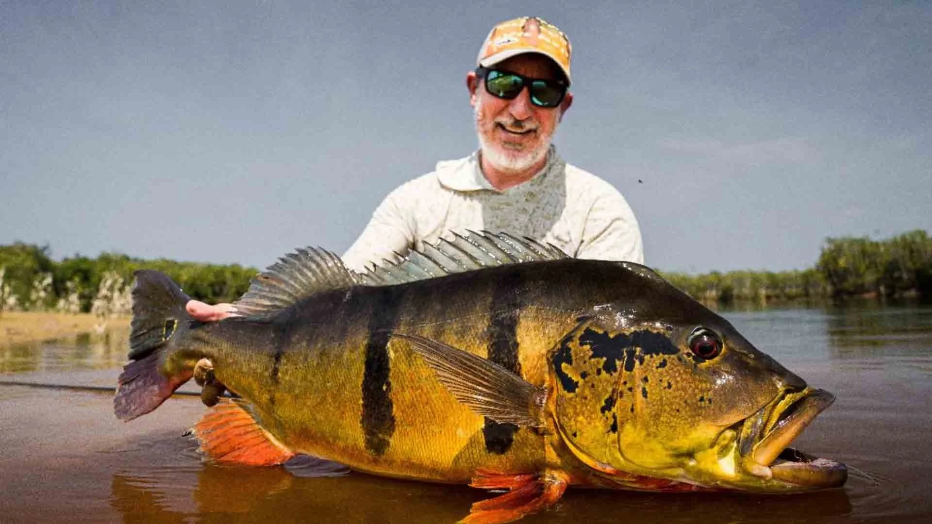 Angler wearing hat and sunglasses holding a huge peacock bass on the Rio Marié, Brazilian Amazon