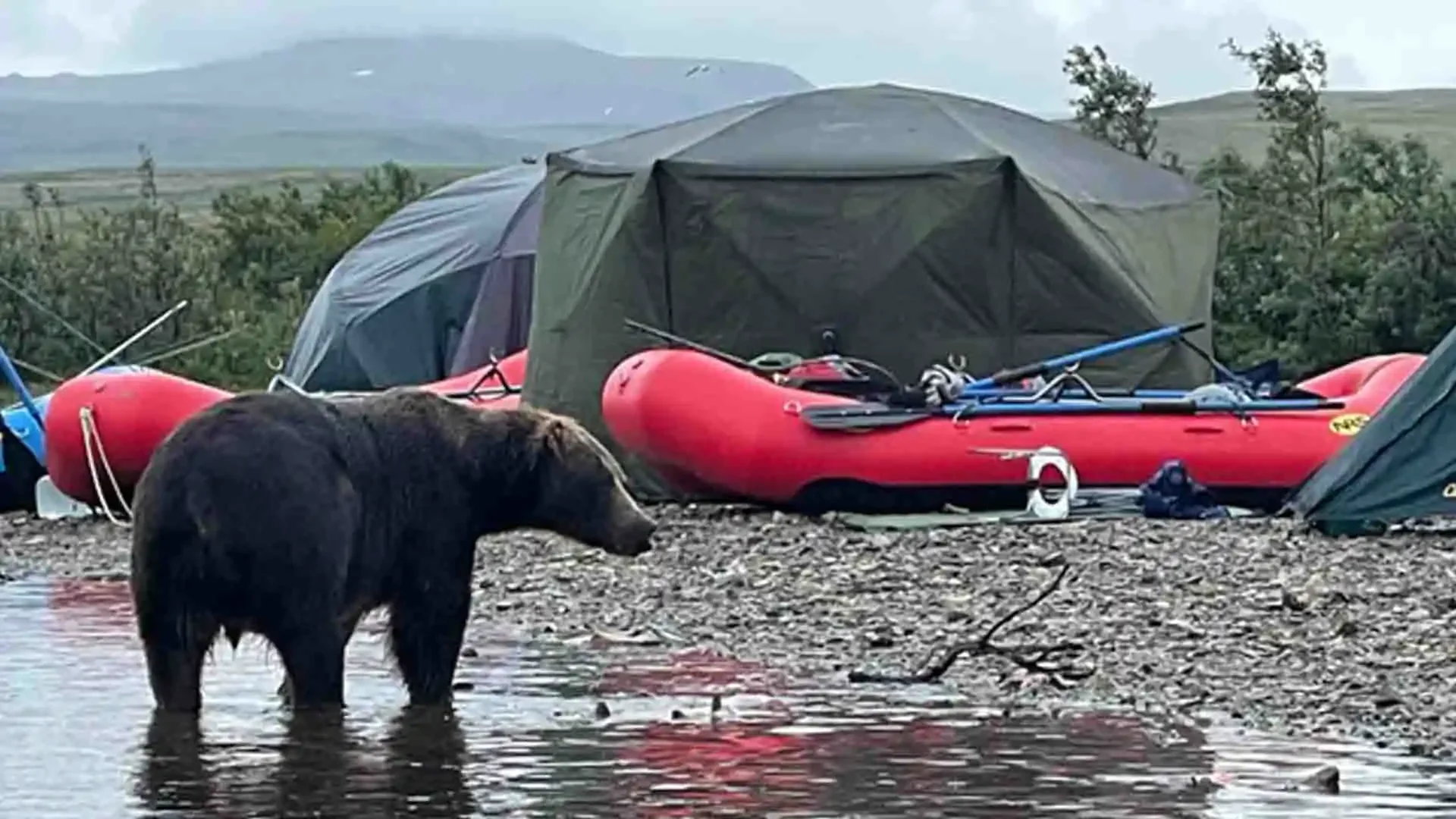 Alaska fishing trip wildlife encounter with brown bear along Alagnak River.