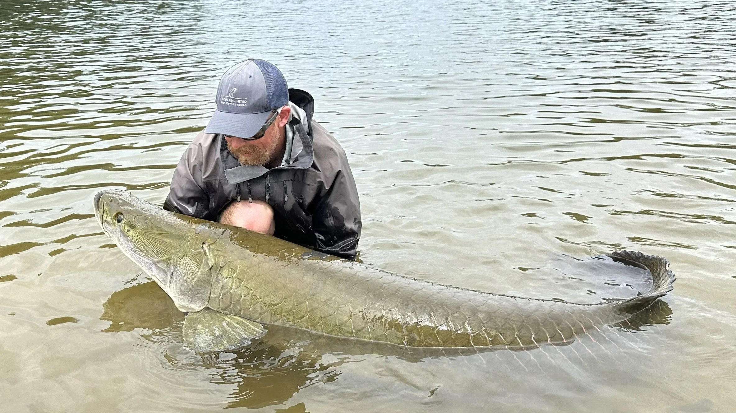 Man wearing a gray jacket and blue cap holding a large arapaima in shallow water on the Agua Boa River in Brazil.
