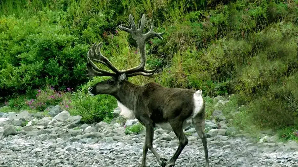caribou-duncans-90-mile-float-alaska.webp