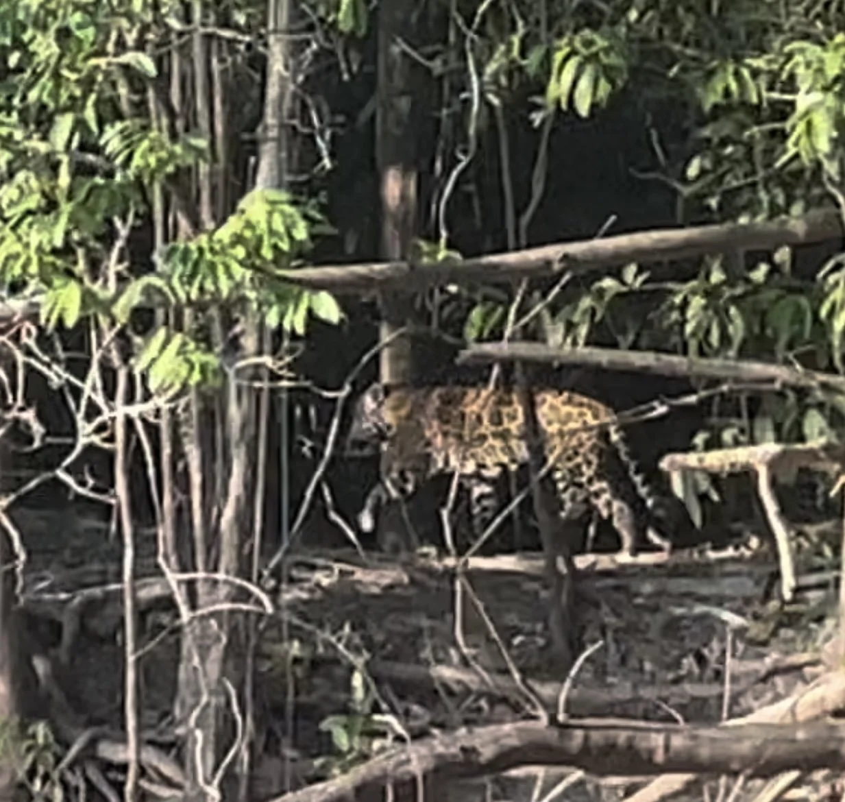 Jaguar walking through trees along the banks of the Agua Boa River in Brazil’s Amazon rainforest.