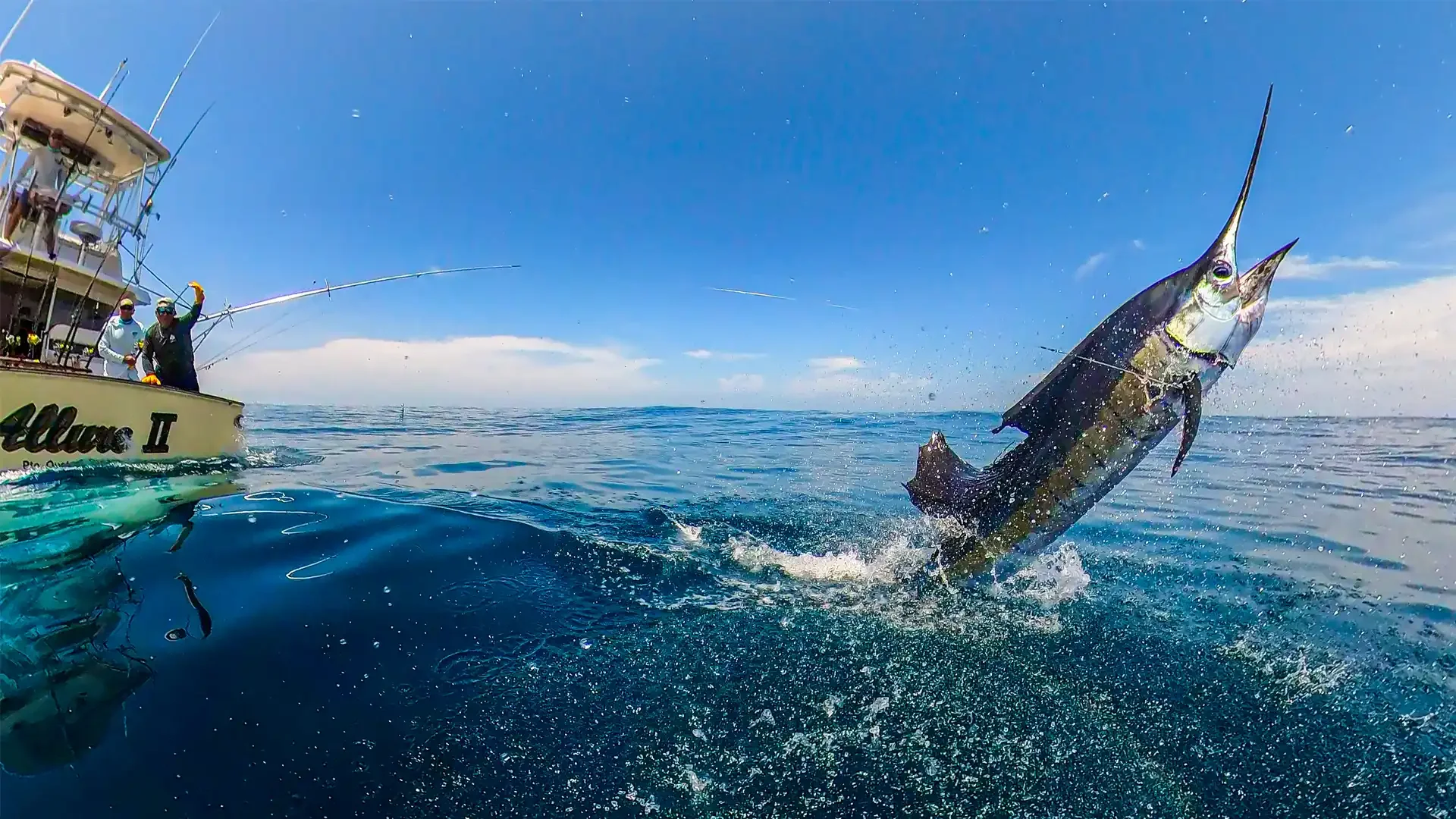 Large sailfish leaping out of the water during a fight in Guatemala, showcasing world-class sailfishing action.