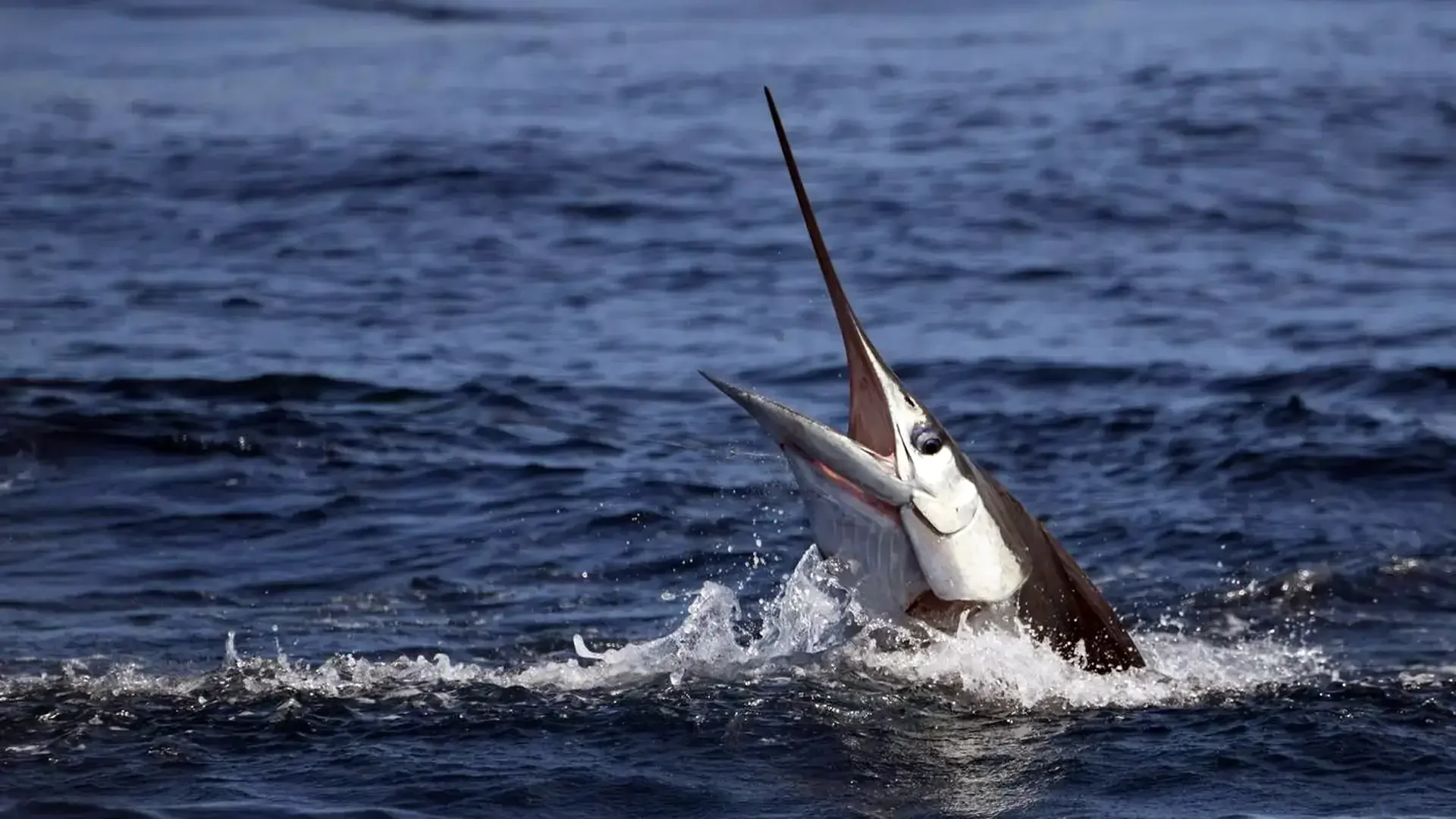 A majestic marlin leaps out of the deep blue ocean water, creating a splash, during a fishing trip in the Galapagos Islands.