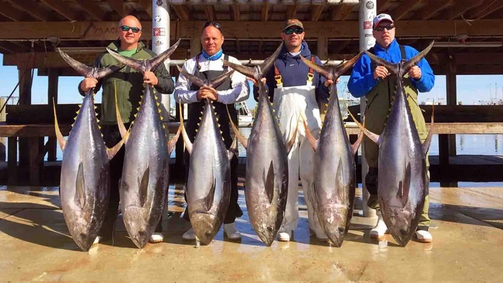 Four happy anglers proudly display their impressive catch of large tuna on a dock after a successful fishing trip
