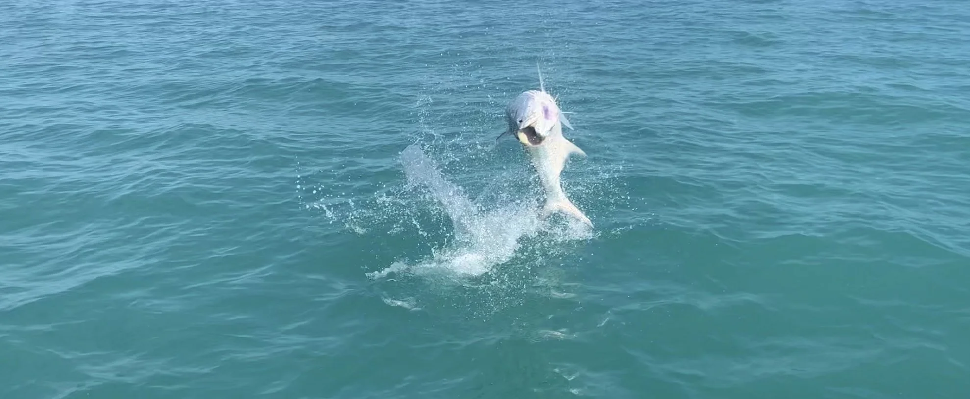 Tarpon jumping out of the water in Ascension Bay.