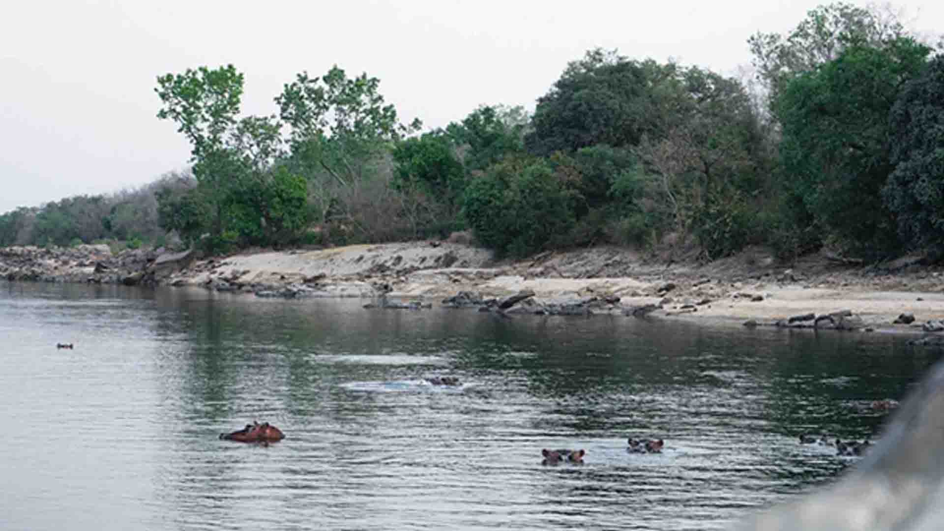 Amazing wildlife sighting: Hippos relaxing along the Faro River at Gassa Camp in Africa.